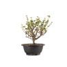 Chaenomeles chojubai - B5444