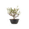 Chaenomeles chojubai - B5444