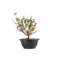 Chaenomeles chojubai - B5444