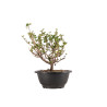 Chaenomeles chojubai - B5444