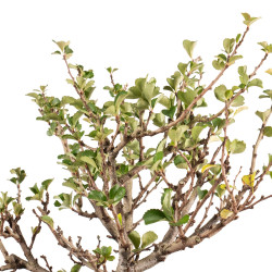 Chaenomeles chojubai - B5444