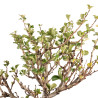 Chaenomeles chojubai - B5444