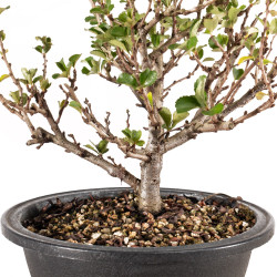 Chaenomeles chojubai - B5444