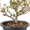 Chaenomeles chojubai - B5444