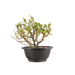 Chaenomeles chojubai - B5445