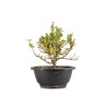 Chaenomeles chojubai - B5445