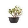 Chaenomeles chojubai - B5445