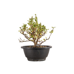 Chaenomeles chojubai - B5445