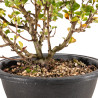 Chaenomeles chojubai - B5445