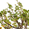 Chaenomeles chojubai - B5445