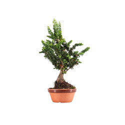 Sekka Hinoki - B5440