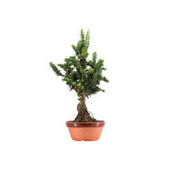 Sekka Hinoki - B5440