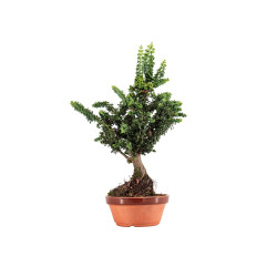 Sekka Hinoki - B5440