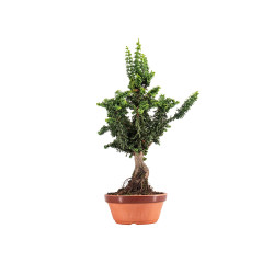 Sekka Hinoki - B5440
