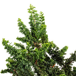 Sekka Hinoki - B5440