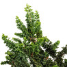 Sekka Hinoki - B5440