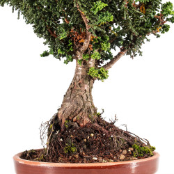 Sekka Hinoki - B5440