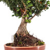 Sekka Hinoki - B5440