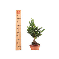 Sekka Hinoki - B5440