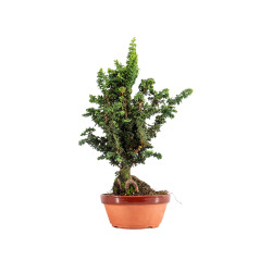 Sekka Hinoki - B5442