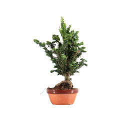 Sekka Hinoki - B5442