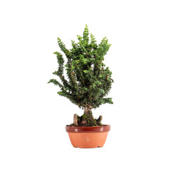 Sekka Hinoki - B5442
