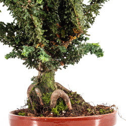 Sekka Hinoki - B5442