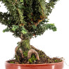 Sekka Hinoki - B5442