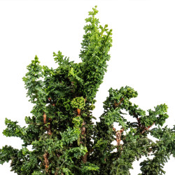 Sekka Hinoki - B5442