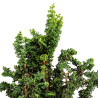 Sekka Hinoki - B5442