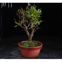 Zelkova Nire - Maceta...