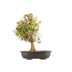 Acer buergerianum - B5446