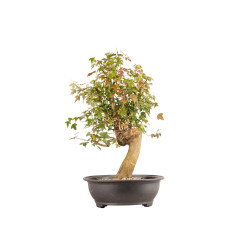 Acer buergerianum - B5446