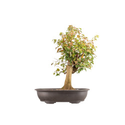 Acer buergerianum - B5446