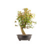 Acer buergerianum - B5446