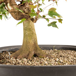 Acer buergerianum - B5446