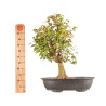Acer buergerianum - B5446