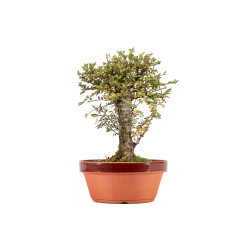 Ulmus Hokkaido - B5449