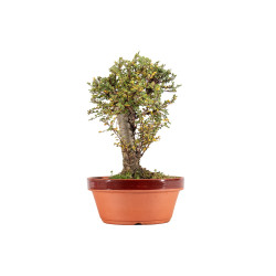Ulmus Hokkaido - B5449