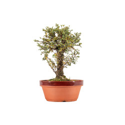 Ulmus Hokkaido - B5449