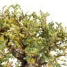 Ulmus Hokkaido - B5449