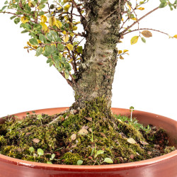 Ulmus Hokkaido - B5449