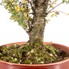 Ulmus Hokkaido - B5449
