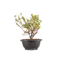 Chaenomeles chojubai - B5448