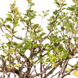 Chaenomeles chojubai - B5448