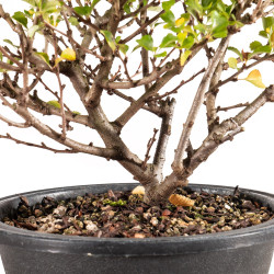 Chaenomeles chojubai - B5448