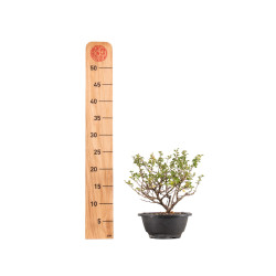 Chaenomeles chojubai - B5448