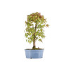 Acer palmatum yamamomiji - B5453