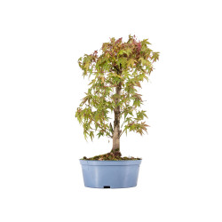 Acer palmatum yamamomiji - B5453