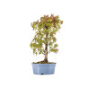 Acer palmatum yamamomiji - B5453